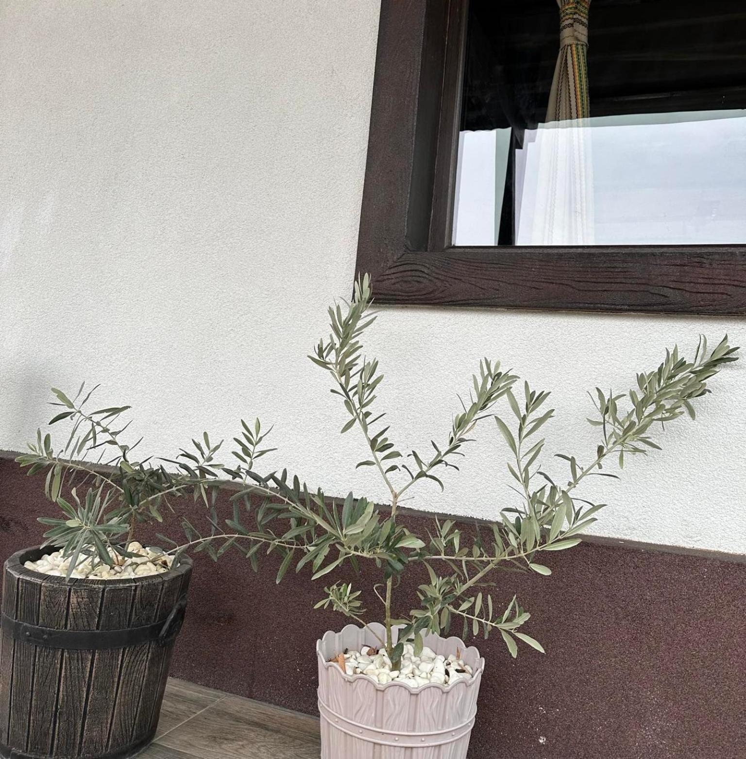 מלון Chakalarovo Бялата Къща מראה חיצוני תמונה